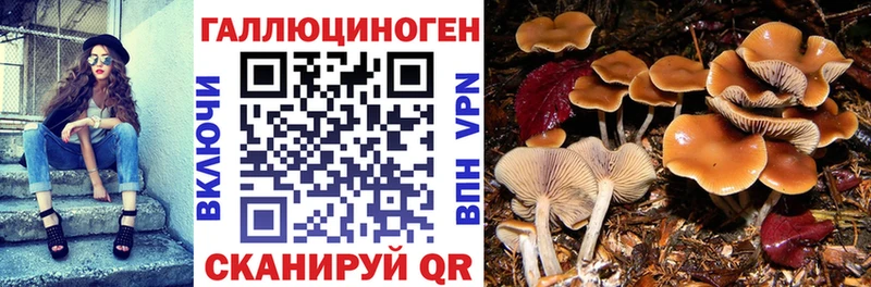 где найти наркотики  Ульяновск  Псилоцибиновые грибы Psilocybe 